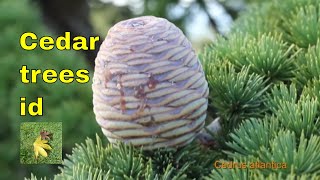 Tree ID Cedars  Cedrus  includes Cedar of Lebanon Deodar cedar atlantic or Atlas Cedar [upl. by Suoicerpal]