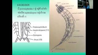 214310 Pseudocoelomates 2 [upl. by Nannerb642]