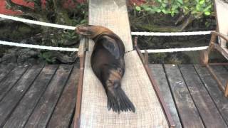 Sea Lions in Lawn Chairs  Galapagos  Compilation [upl. by Cole]