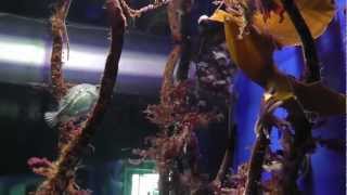 OZEANEUM Stralsund [upl. by Jorin]