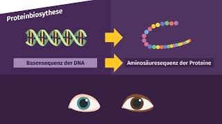 Proteinbiosynthese – von der DNA zum Protein einfach erklärt  sofatutor [upl. by Aisatna166]