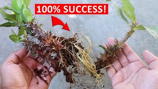 2 SUPER EASY Methods To Grow Euphorbia Milii From Cuttings [upl. by Trammel979]