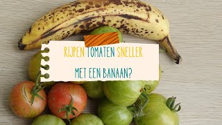 Groene tomaten sneller laten rijpen [upl. by Greg658]