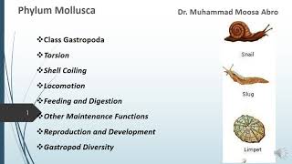 Phylum Mollusca Class Gastropoda Torsion Locomotion Digestion Reproduction and Development [upl. by Atiruam]