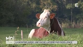 ANIMAUX  La Montbéliarde une vache laitière par excellence [upl. by Yvi]