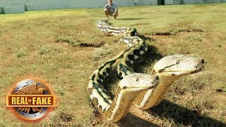 Real or fake Giant Snake With Two HEADS  More [upl. by Maccarthy944]