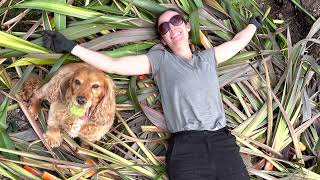 Cutting Back Phormiums New Zealand Flax [upl. by Ambrose498]