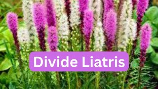 How To Divide Liatris Blazing Star Gayfeather [upl. by Raamal905]