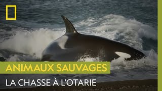 La terrible chasse à lotarie des orques [upl. by Darcia]