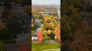 AUTUMN IN TORONTO toronto autumn trendingshorts [upl. by Aldin88]