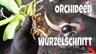 Orchideen Wurzelschnitt Verjüngungsschnitt leicht gemacht bei Phalaenopsis  29  Gartenschlaucom [upl. by Kleper]