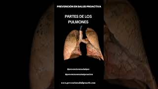 🫁Partes de los PULMONES [upl. by Esom]