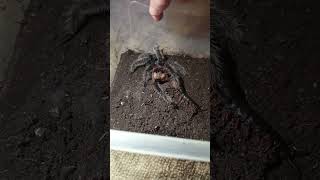 scolopendra vs tarantula fight to the death centipede tarantula spider insects scolopendra [upl. by Yelsgnik]