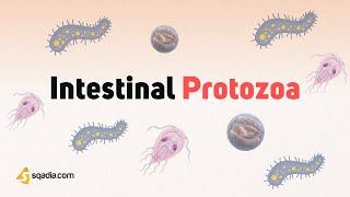 Intestinal Protozoa Parasites  Characteristics Transmission and Pathogenesis Microbiology [upl. by Tish]