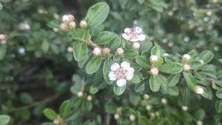 Cotoneaster DammeriMedvedji Kotonaster [upl. by Arta883]