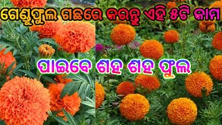 how to take care in marigold plant for more blooming odiagardening marigoldflowers [upl. by Bohaty]