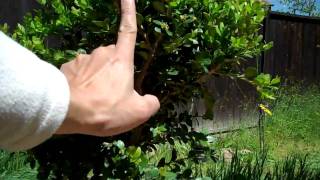 How to create a Boxwood bonsai Part 1 plant selection and Pruningmp4 [upl. by Eittak]