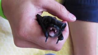 Baby bats running amok [upl. by Isolde478]