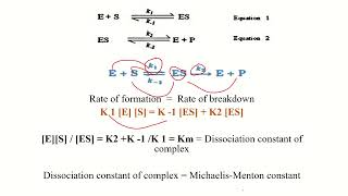 Michaelis–Menten Equation Derivation in Malayalam [upl. by Adelpho]