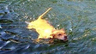 Crocodile sneak behind and attack a dog Swimming [upl. by Oeht]