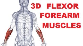 Forearm Muscles Anatomy  Anterior Compartment Flexors Part 1 [upl. by Anertak]