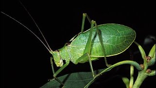 Song of the Katydids [upl. by Jehovah]