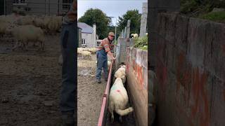 Amazing System In Sheep Farming [upl. by Ahsatam]