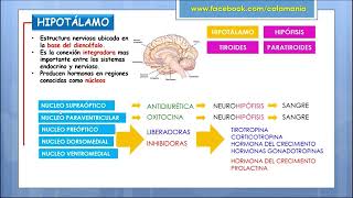 Sistema Endocrino Parte 2 Cotamania [upl. by Tupler]