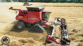 Saving Downed Wheat with Case IH Combines [upl. by Templer5]