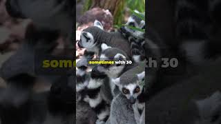 Amazing Ringtailed Lemur Facts You Didnt Know 🦊🌿 LemurFacts Wildlife nature [upl. by Anaej]