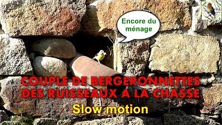 BERGERONNETTE des RUISSEAUX autour du nid en slow motion [upl. by Gwenneth]