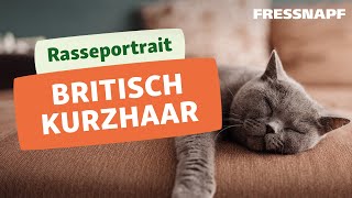 Alles zur Britisch Kurzhaar Katze I Rasseportrait I FRESSNAPF [upl. by Hirst]