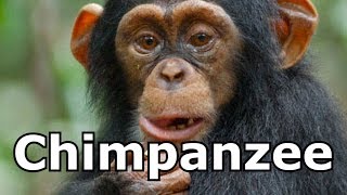 Chimpanzee Sounds amp Chimpanzee Pictures  The Sound a Chimpanzee Makes [upl. by Lizzy]