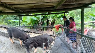 Real Life of a Young Couple in the Highlands  Build a new pig barn and buy pigs to raise [upl. by Llertnauq699]