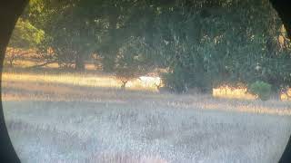 California Blacktail Deer [upl. by Arvo]