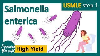 Salmonellosis Salmonella typhi  pathology of salmonella typhi  treatment  USMLE [upl. by Jerold]