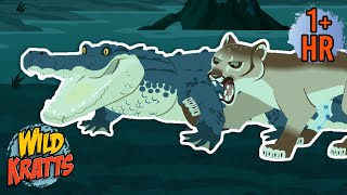 A Florida Panther Battles an Alligator  New Compilation  Wild Kratts [upl. by Emalee]