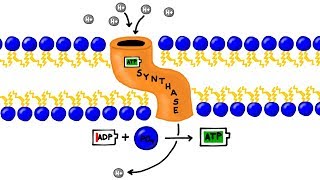 ATP Synthesis and Chemiosmosis in Photosynthesis [upl. by Margherita]