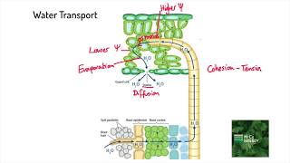 Properties of Water  Polarity  Hydrogen Bonds  Adhesion amp Cohesion [upl. by Edme959]