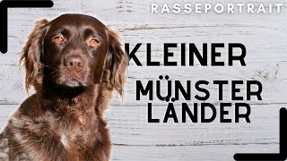 Kleiner Münsterländer  Ursprung Charakter amp Haltung [upl. by Shedd486]