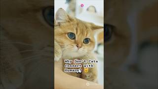 Why Don’t Cats Connect with Humans shorts shortvideo short cat shortsvideo viralvideo [upl. by Trenna]