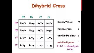 Dihybrid Cross  How to write a Dihybrid Cross in Exam  Genetics and Inheritance [upl. by Siseneg489]