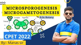 Microsporogenesis and Development of male gametophyte [upl. by Cody]