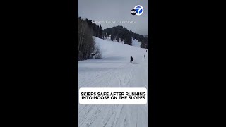 Skiers safe after running into moose on the slopes [upl. by Canale]