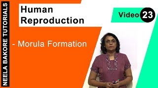 Human Reproduction  NEET  Morula Formation  Neela Bakore Tutorials [upl. by Mcquoid]