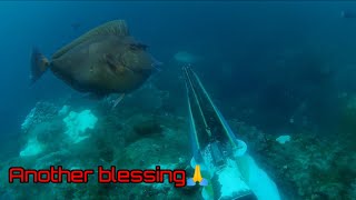 \\ANOTHER BLESSING 🙏SPEARFISHINGPHILIPPINES fishing [upl. by Alemaj]