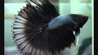 Betta Splendens Tail Types [upl. by Sicard]