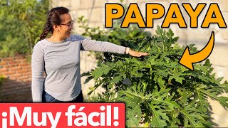 🟠 7 CUIDADOS de la PLANTA de PAPAYA en tu Huerto 🪴 La Puedes Tener en Maceta [upl. by Tedd]