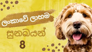 Top 8 Cheapest Dogs in Sri Lanka Sinhala  ශ්‍රී ලංකාවේ ලාභම සුනඛයන් 8 [upl. by Seebeck]