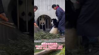 Interaction between wet nurse and virtuous child 奶妈和贤贤仔互动panda pandalife [upl. by Matland155]